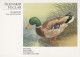 UCCELLO Animale Vintage Cartolina CPSM #PAN110.IT - Vögel