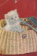 GATTO KITTY Animale Vintage Cartolina CPSM #PAM110.IT - Katzen