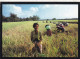 INDONESIE. JAKARTA (ENVOYE DE). " HARVESTING THE RICE CROP IN DELENGGN ".ANNEE 1988+ TEXTE + TIMBRES - Indonesia