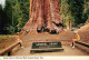 72903734 Kings_Canyon_National_Pk General Grant Tree - Other & Unclassified