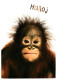 Cute Baby Orangutan Primate Ape, Halloj! Hello 1990s Unused Postcard. Publisher Trivselkort, Sweden - Affen