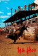 72803474 Cheyenne_Wyoming Bull Riding - Sonstige & Ohne Zuordnung