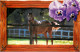 Format Spécial - 167 X 142 Mms - Animaux - Chevaux - Au Paturage - Fleurs - Pensées - Découpe Originale - Carte Neuve -  - Horses