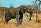 Animaux - Eléphants - Savane Africaine - CPM - Voir Scans Recto-Verso - Elephants