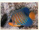 Animaux - Poissons - Aquarium De La Rochelle - 4 - Poisson Ange (Pygoplites Diacanthus) - CPM - Voir Scans Recto-Verso - Pesci E Crostacei