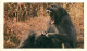 Animaux - Singes - Collection Safari Prisunic - Babouin - CPM - Voir Scans Recto-Verso - Singes