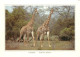 Animaux - Girafes - Afrique Du Sud - South Africa - Voir Timbre D'Afrique Du Sud - CPM - Voir Scans Recto-Verso - Giraffes
