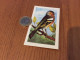 Chromo Francorusse N°558 "PINSON Des ARBRES" (oiseau) - Sonstige & Ohne Zuordnung