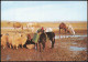 Postcard .Israel JUDEAN DESERT NEAR THE WELL IN THE DESERT 1980 - Israel