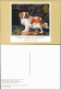 Ansichtskarte  KING CHARLES SPANIEL (Hund, Briefmarken-Motiv England) 1991 - Dogs