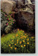 39177908 - Photochromie Serie 511 Nr. 818 Aus Ruebezahls Garten Fingerkraut Blumen AK - Altri & Non Classificati