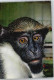 51017908 - Diana-Meerkatze, Zoo Frankfurt - Monkeys