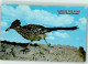 39186208 - Desert Road Runner AK - Birds