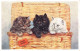 R295100 Prizewinners. Basket. M. Gear. Tabby. Black And White Persian Kittens. C - Wereld