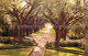 72705607 Saint_Francisville_Louisiana Rosedown Plantation And Gardens - Other & Unclassified