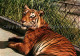 72659498 Tiger Bengaltiger Zoo Basel  - Other & Unclassified