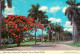 72622693 Miami_Florida Royal Palm Avenue And Poinciana Tree  - Sonstige & Ohne Zuordnung