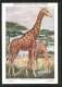 Künstler-AK Giraffa Camelopardalis, Giraffen Am Wasserloch  - Giraffes