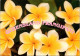 13-5-2024 (5 Z 1) Australia - QLD - Frangipani Flowers (posted 1989 With Childrens Stamp) - Flowers
