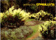 13-5-2024 (5 Z 1) Australia  (posted With Military Stamp) QLD - O'Reilly's Montain Resort (flowers) - Fleurs