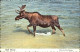 72528645 Utah_US-State Bull Moose - Altri & Non Classificati