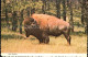 72528641 Salt_Lake_City Bull Buffalo - Andere & Zonder Classificatie