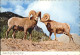 72528638 Rocky Mountain National Park Colorado Rugged Sheep Rocky Mountain - Altri & Non Classificati