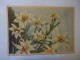 FRANCE   POSTCARDS FLOWERS - Other & Unclassified
