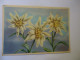 FRANCE   POSTCARDS FLOWERS - Other & Unclassified