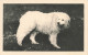 TH-ANIMAUX CHIEN DE MONTAGNE BERGONS DE SOUM-N°T5283-C/0131 - Honden