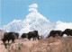 NEPAL - New Hotel Crystal - Pokhara - Nepal - Crystal Woolen Industries - Himalayan Yaks - Carte Postale - Népal