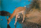 Animaux - Impala - Afrique Du Sud - South Africa - CPM - Carte Neuve - Voir Scans Recto-Verso - Autres & Non Classés