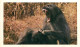 Animaux - Singes - Collection Safari Prisunic - Babouin - CPM - Voir Scans Recto-Verso - Scimmie