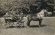 Social History Souvenir Real Photo Haflinger Hengste 1929 Men On Horse Carriage - Fotografie