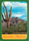 Fleurs - Plantes - Cactus - Superstition Mountain - Valley Of The Sun - Etats Unis - United States - USA - CPM - Voir Sc - Cactus