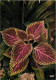 Fleurs - Fleur Tropicale - 5635 - Coléus - CPM - Carte Neuve - Voir Scans Recto-Verso - Bloemen