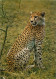 Animaux - Fauves - Guépard - Cheetah - CPM - Carte Neuve - Voir Scans Recto-Verso - Sonstige & Ohne Zuordnung