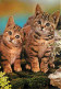 Animaux - Chats - Chatons - CPM - Voir Scans Recto-Verso - Katten