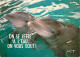 Animaux - Dauphins - CPM - Voir Scans Recto-Verso - Dolphins