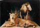 Animaux - Fauves - Lion - Museo Civico Di Storia Naturale Milano - Leone - CPM - Voir Scans Recto-Verso - Lions