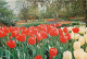 Pays-Bas - Nederland - Lisse - Keukenhof - Fleurs - CPM - Voir Scans Recto-Verso - Lisse