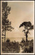 Ansichtskarte Timmendorfer Strand Strand Bäume 1955 - Sonstige & Ohne Zuordnung