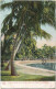 Florida - Palm Beach - Cocoanut Trees On The Craignan Place - Edition H. C. Leighton Co. Portland Me. 1904 - Palm Beach