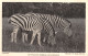 R333821 Whipsnade. Chapman Zebras. Zoological Society Of London. F. W. Bond. F. - Other & Unclassified