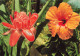 FLEURS - Rose Porcelaine Et Hibiscus - Colorisé - Carte Postale - Flowers