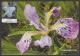 Inde India 2013 Maximum Max Card Himalayan Iris, Flower, Flowers, Flora - Briefe U. Dokumente