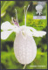 Inde India 2013 Maximum Max Card Bladder Campion, Flower, Flowers, Flora - Covers & Documents