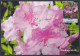 Inde India 2013 Maximum Max Card Rhododendron, Flower, Flowers, Flora - Brieven En Documenten