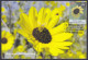 Inde India 2013 Maximum Max Card Himalayan Mini Sunflower, Flower, Flowers, Flora - Cartas & Documentos