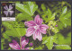 Inde India 2013 Maximum Max Card Kashmir Mallow, Flower, Flowers, Flora - Brieven En Documenten